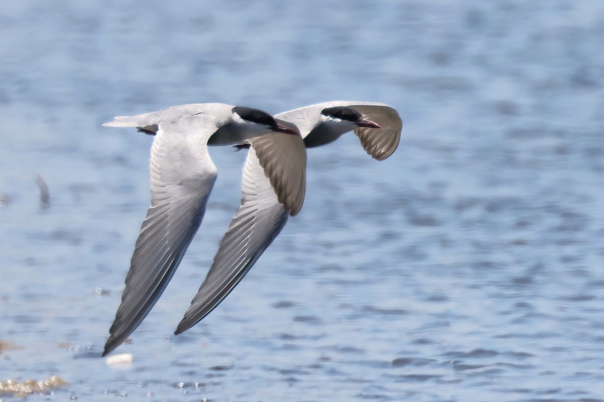 Белощёкая крачка - ML646824761