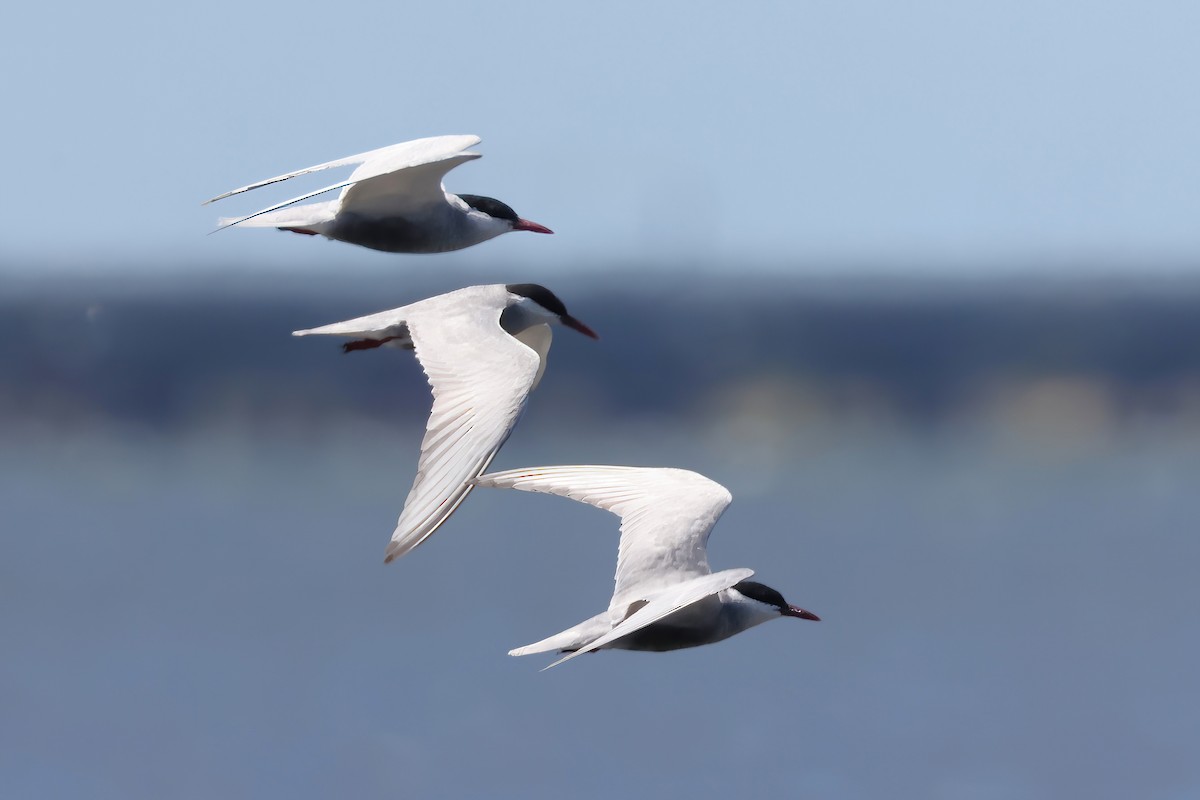 Белощёкая крачка - ML646824762