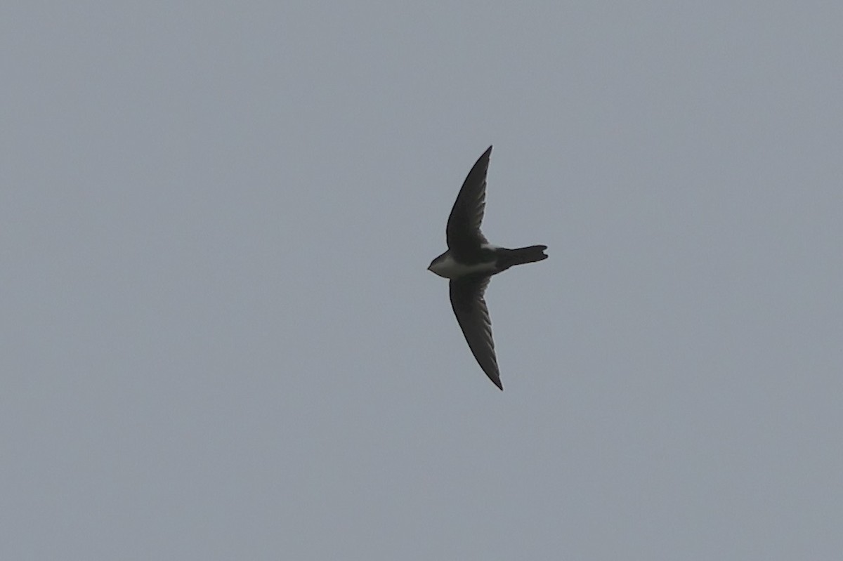 White-throated Swift - ML646824763