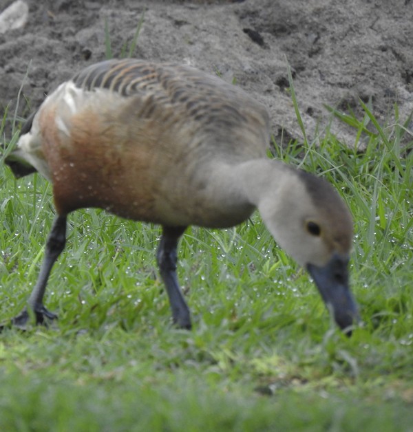 אווזון קטן - ML646824764