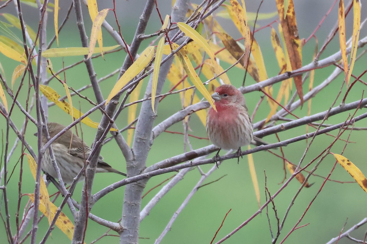 Burugorri arrunta - ML646824765