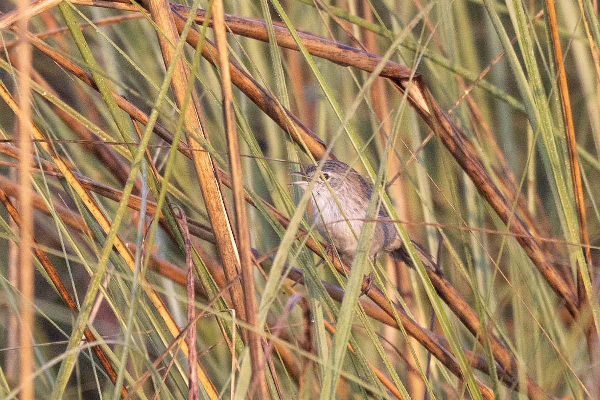 Лужниця болотяна - ML646824767