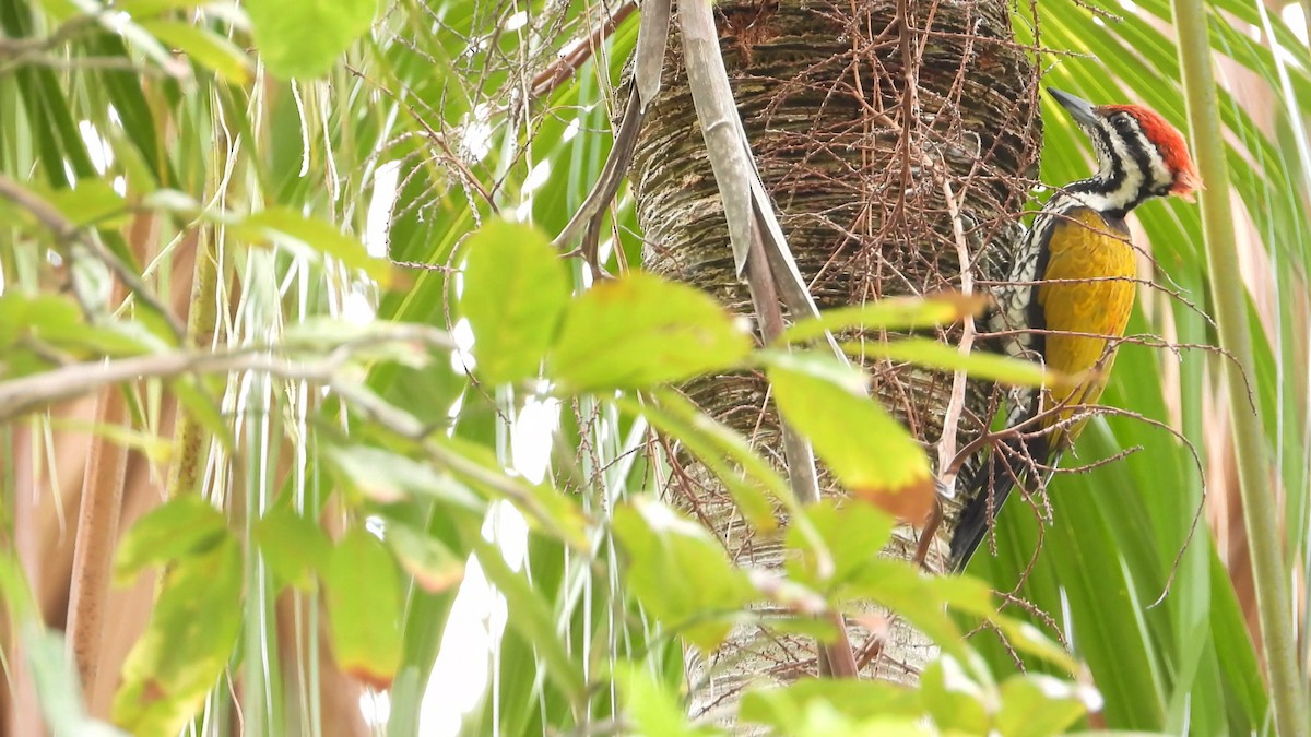 Common Flameback - ML646824768