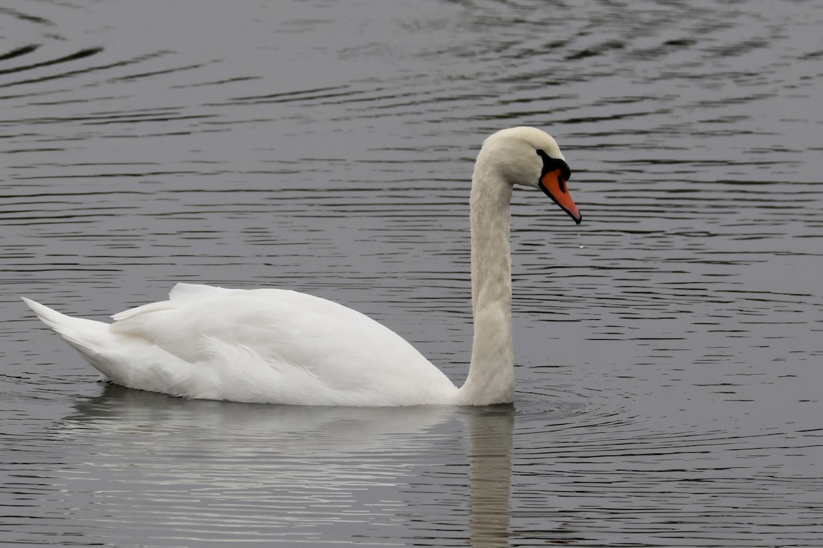 Beltxarga arrunta - ML646824771