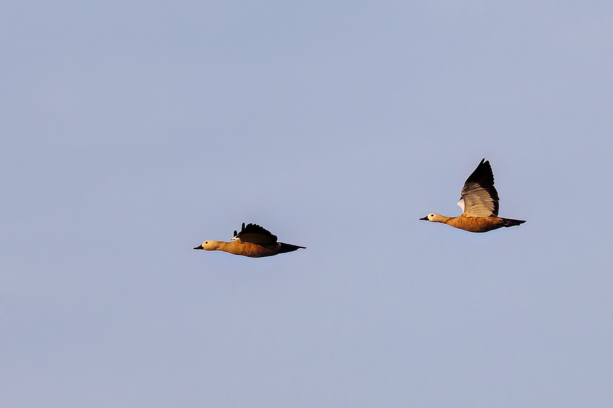 Огар рудий - ML646824772