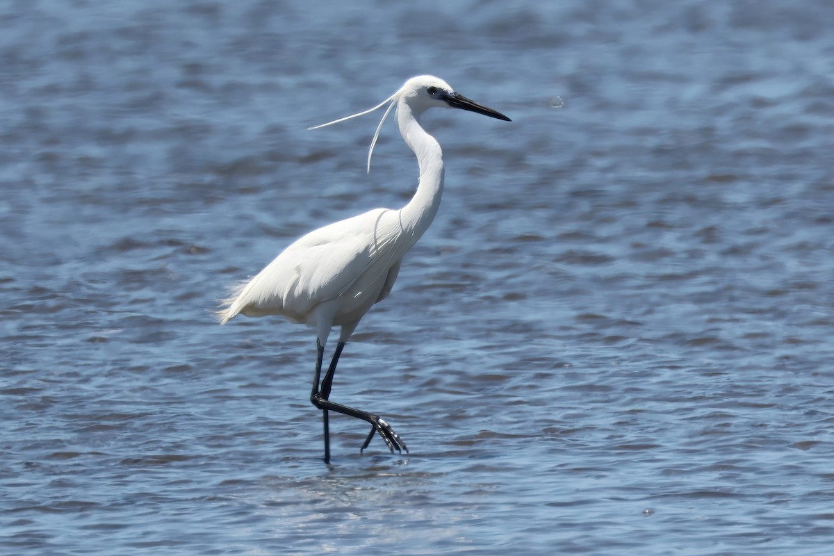 Малая белая цапля - ML646824775