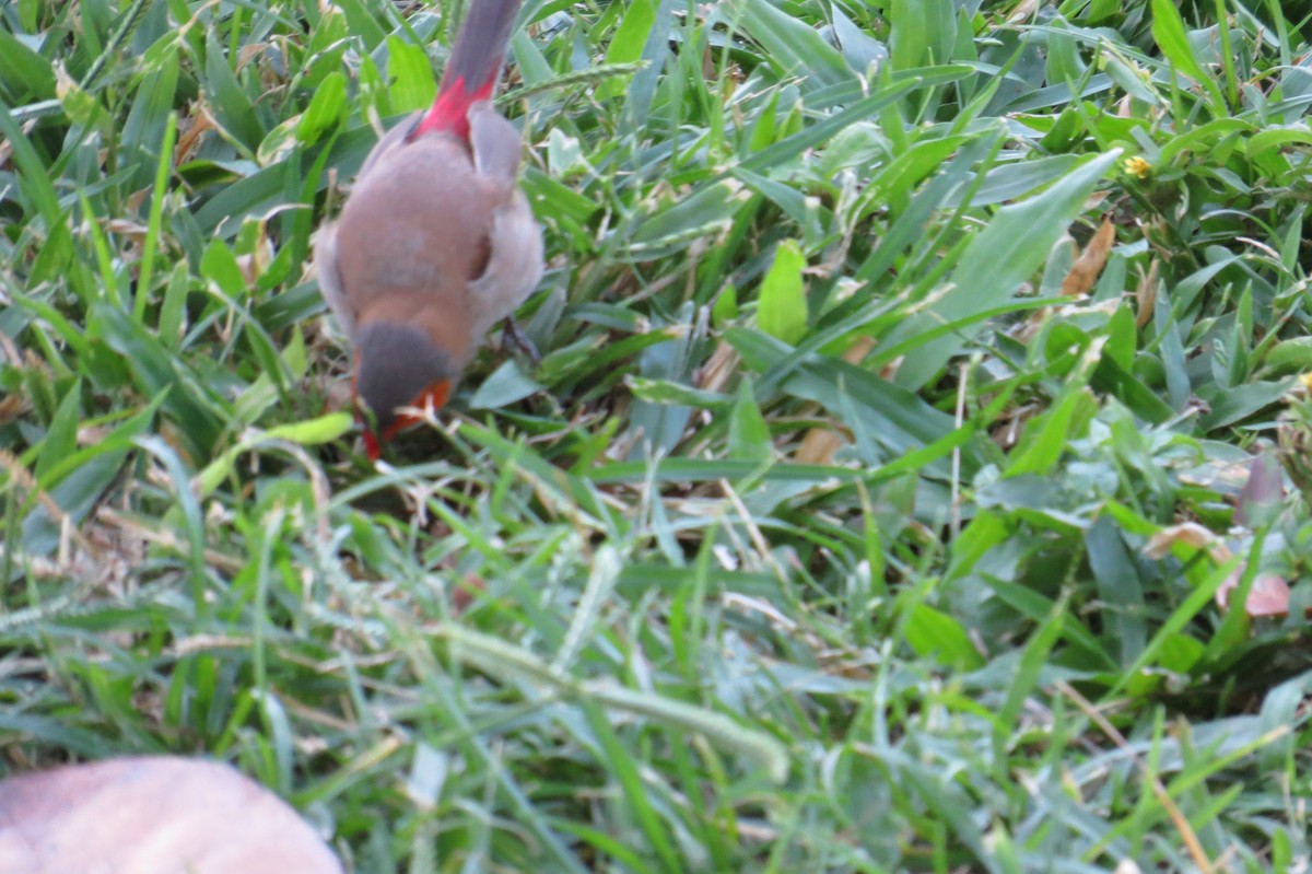 Al Yanaklı Mumgaga - ML646824776