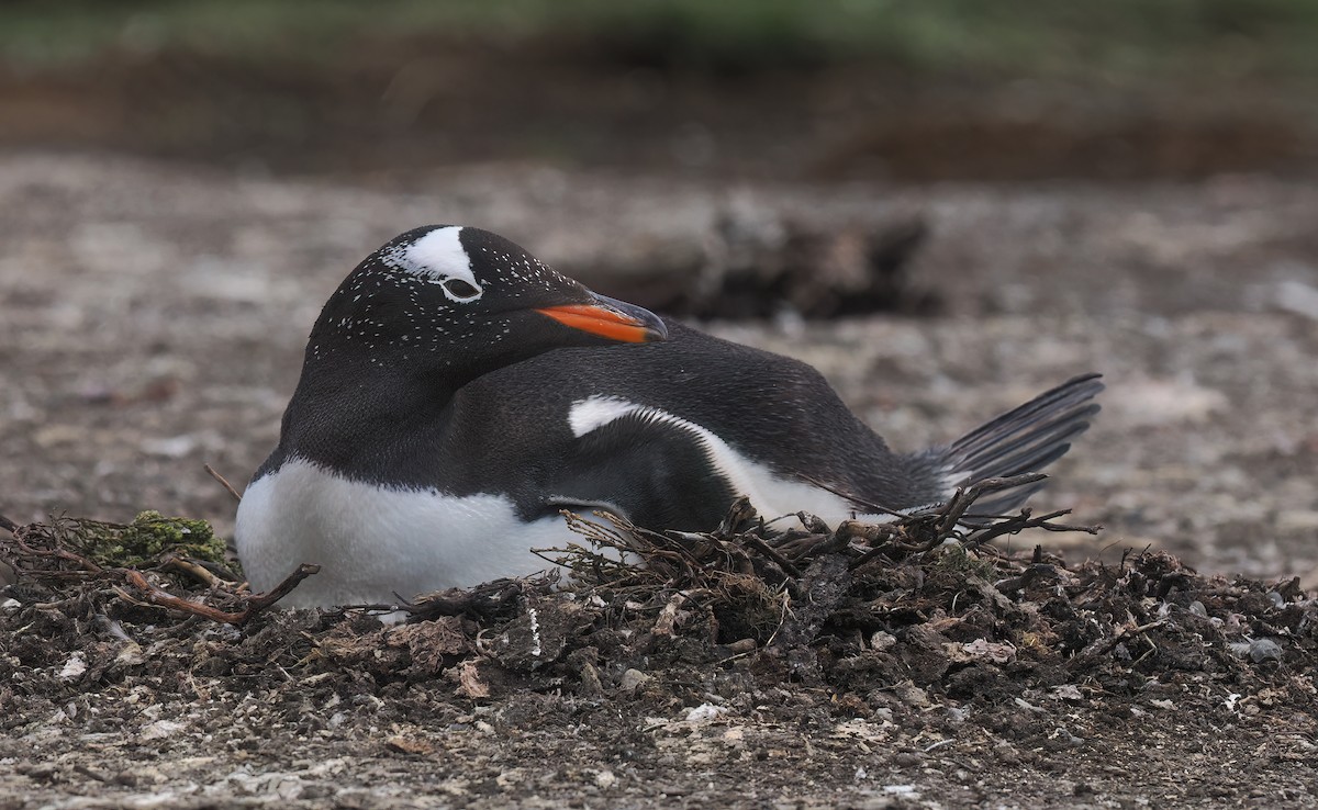 Gentoo Penguin - ML646824777