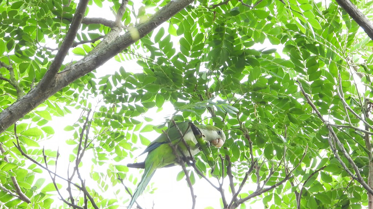 Monk Parakeet - ML646824778