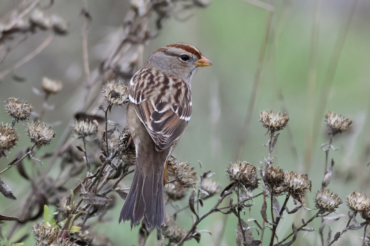 White-crowned Sparrow - ML646824781