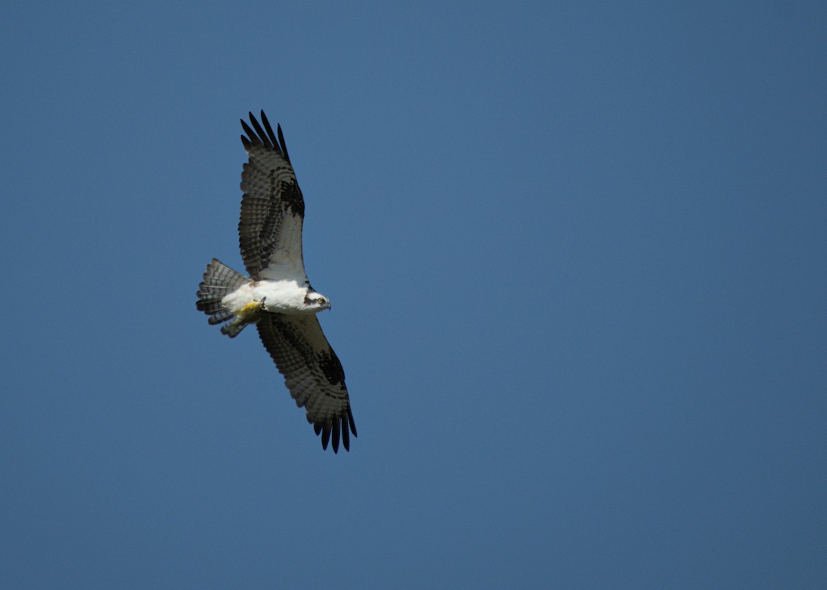 Скопа - ML646824784