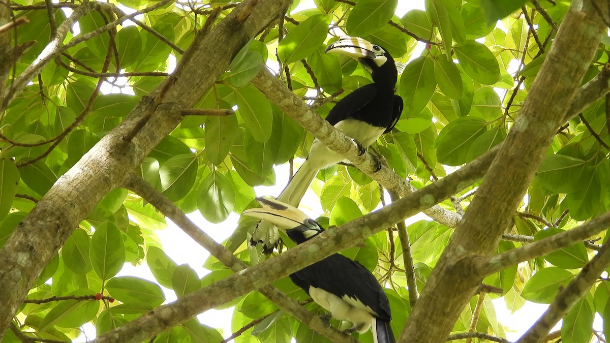 Oriental Pied-Hornbill - ML646824787