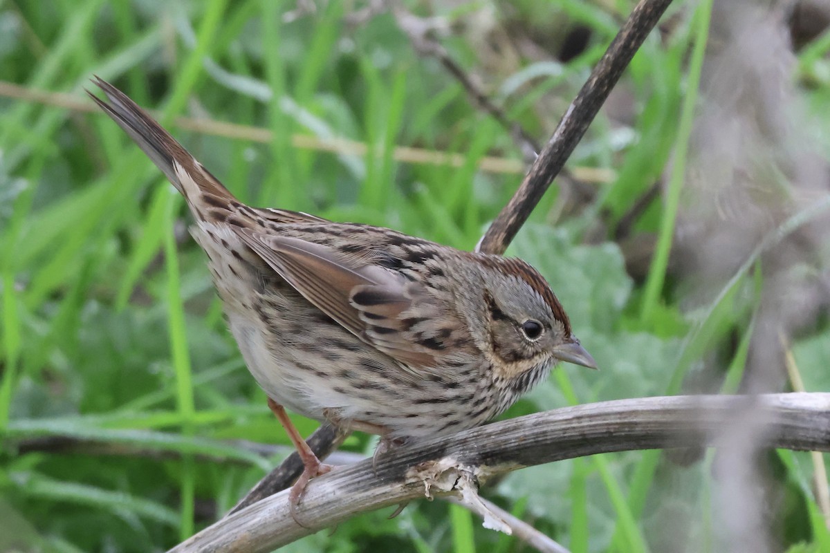 Lincoln's Sparrow - ML646824788