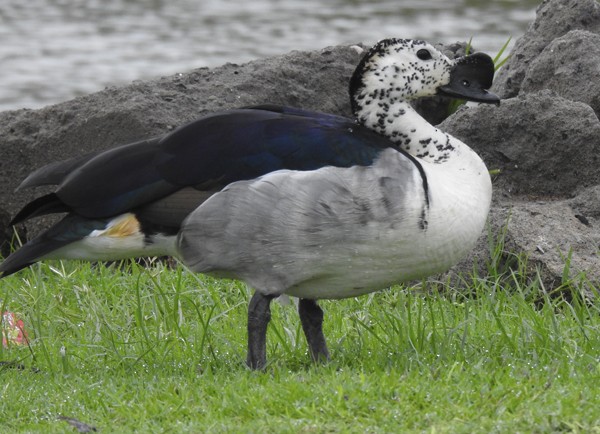 ברווז בלט-מקור - ML646824790