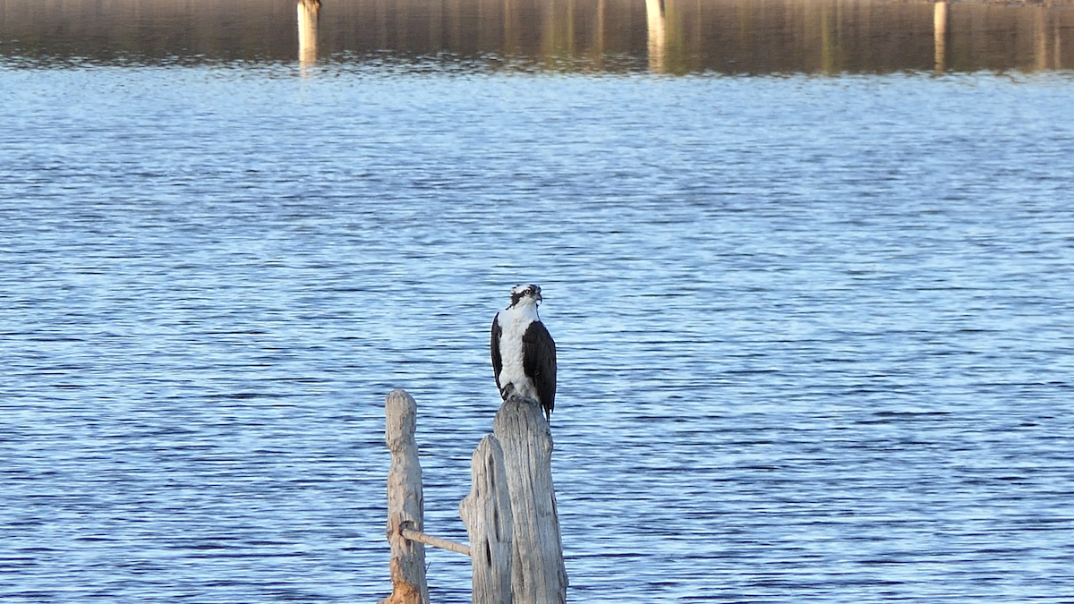 Osprey - ML646824792