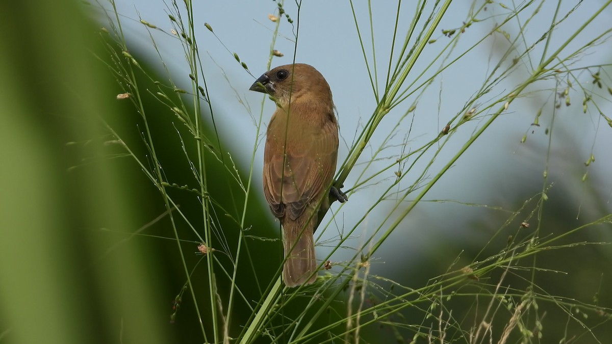Scaly-breasted Munia - ML646824793