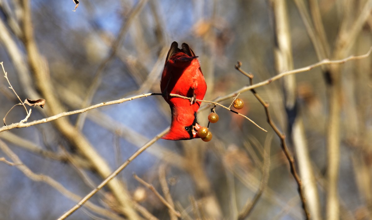 Northern Cardinal - ML646824796