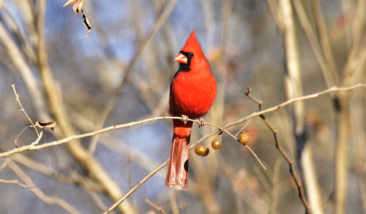 Northern Cardinal - ML646824797