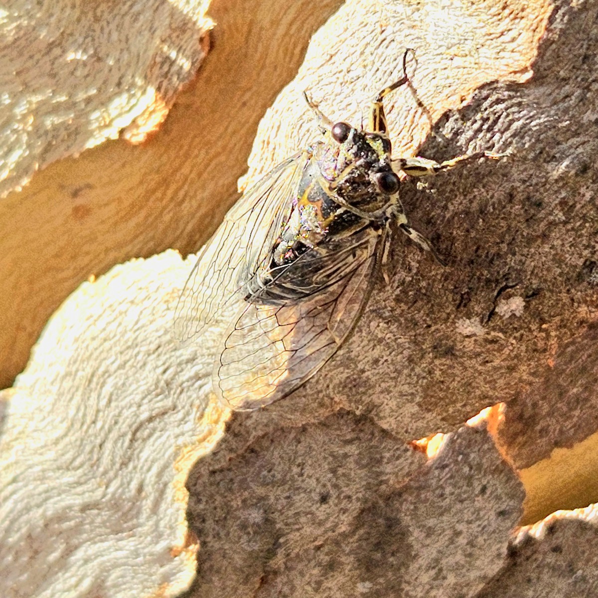 Dune Ticker Cicada - ML646824798