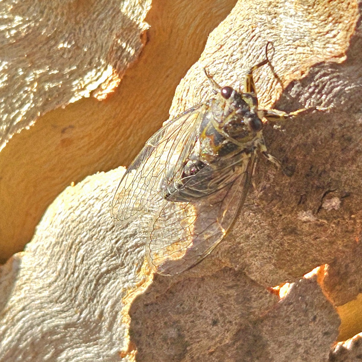 Dune Ticker Cicada - ML646824801