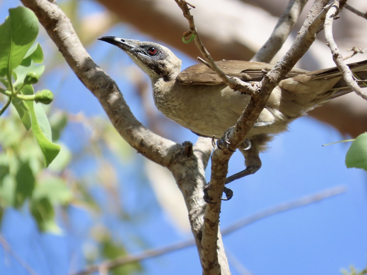 Helmeted Friarbird (Arnhem Land) - ML646824802