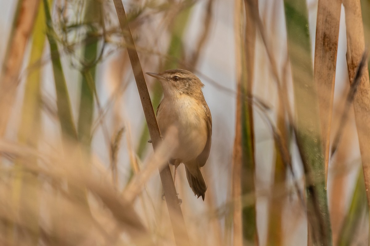 Paddyfield Warbler - ML646824817