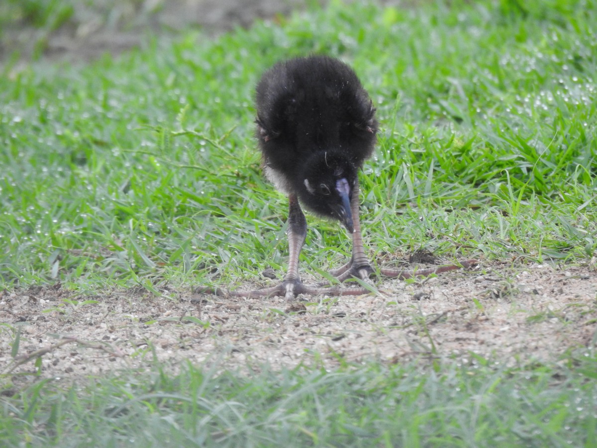 פורפיריה אפורת-ראש - ML646824819
