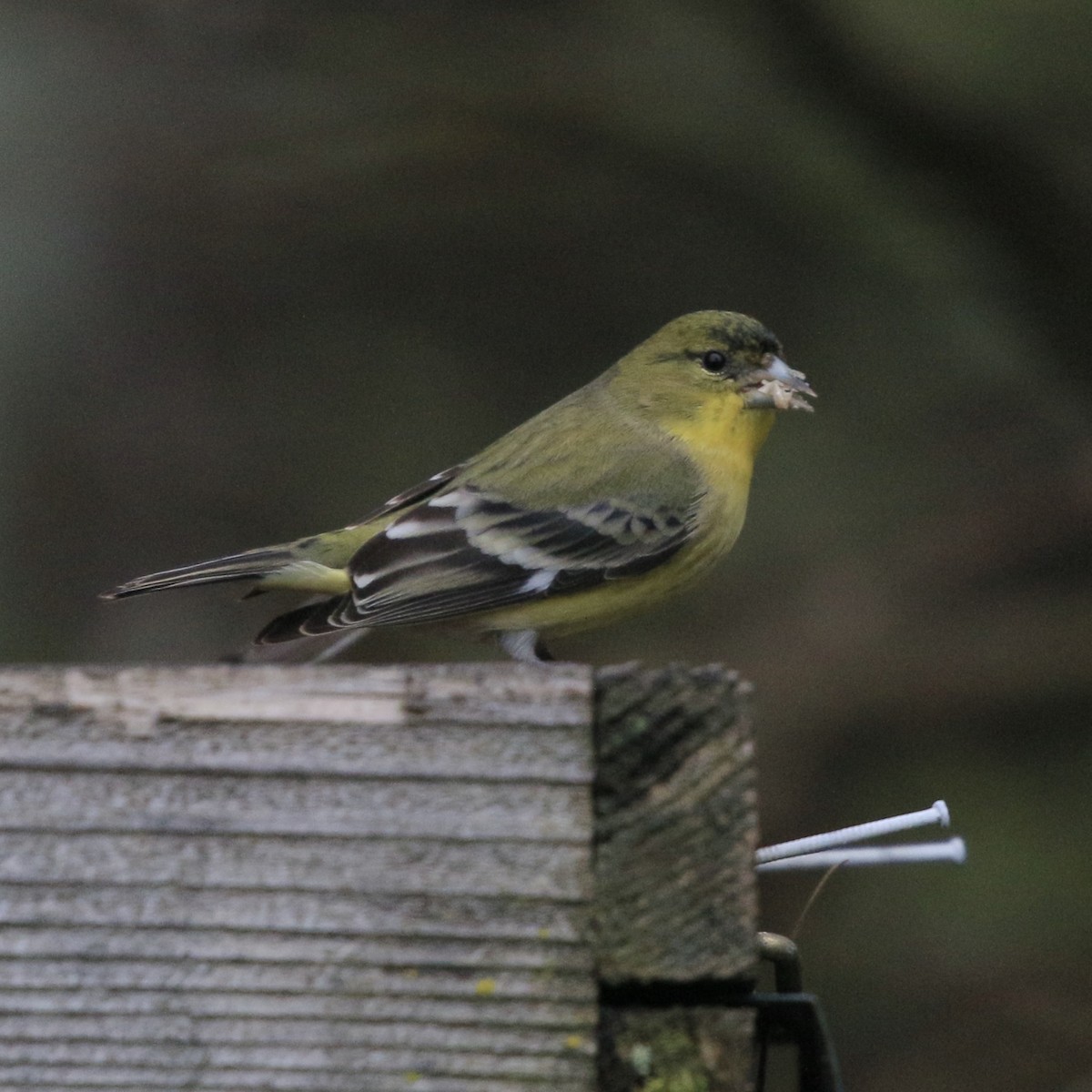 čížek mexický - ML646824820