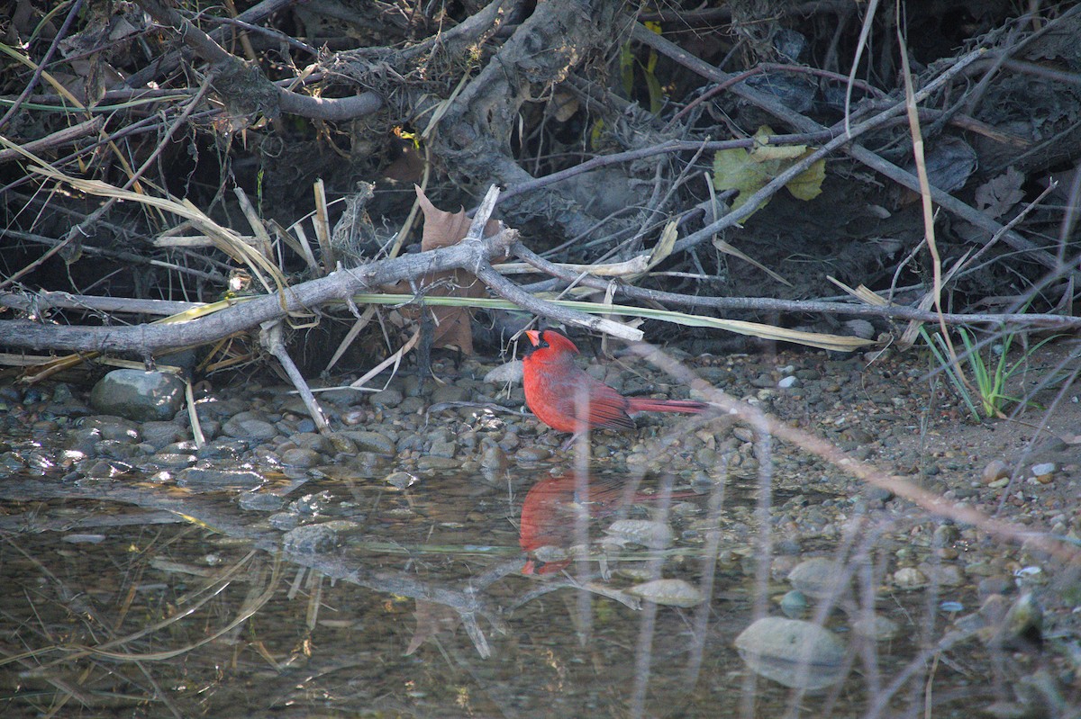 Kırmızı Kardinal - ML646824822