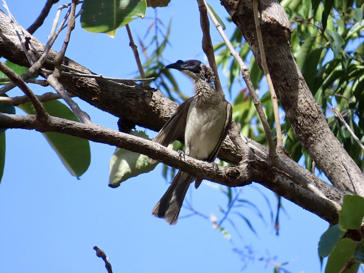 Polochion couronné - ML646824823