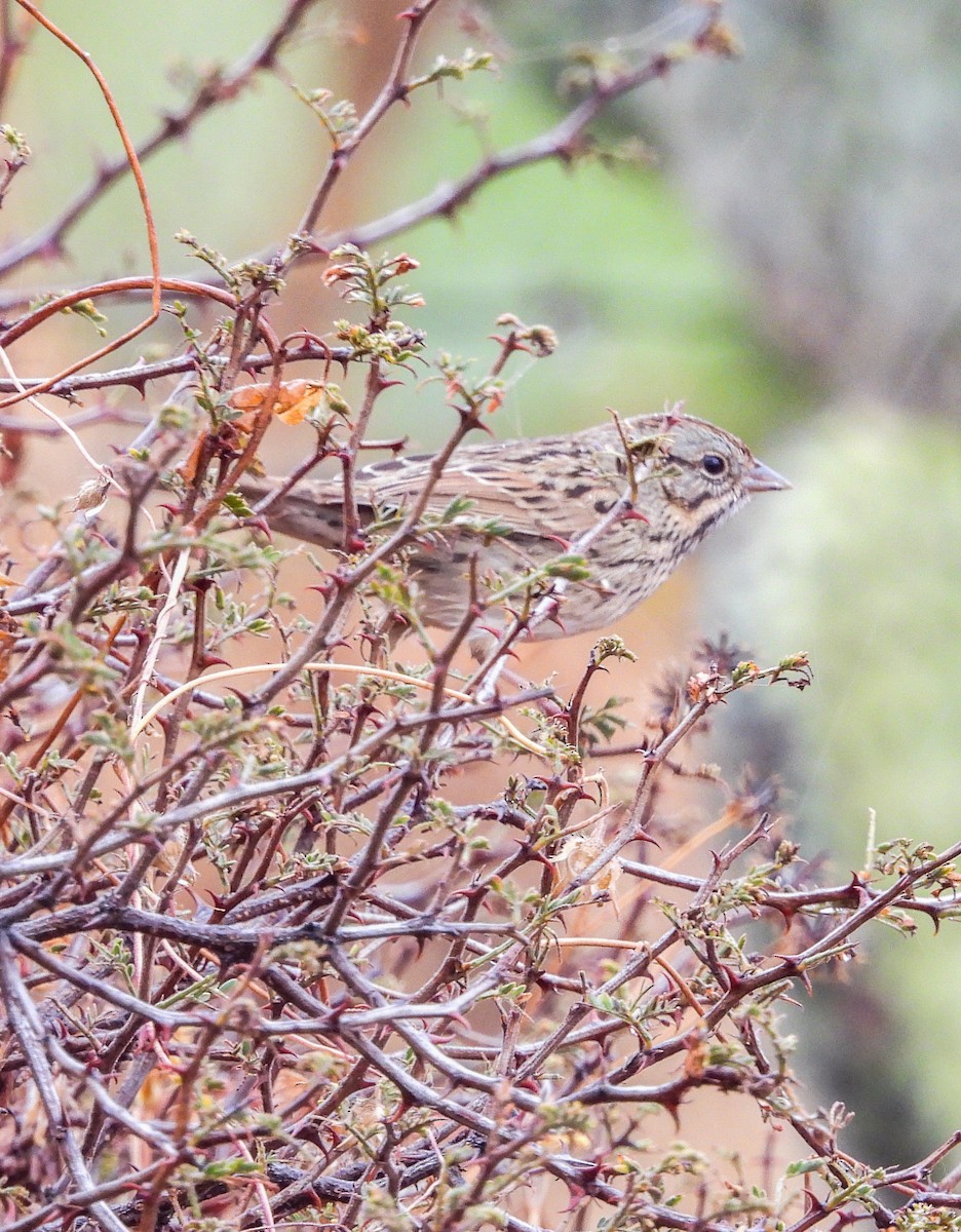 Chingolo de Lincoln - ML646824824