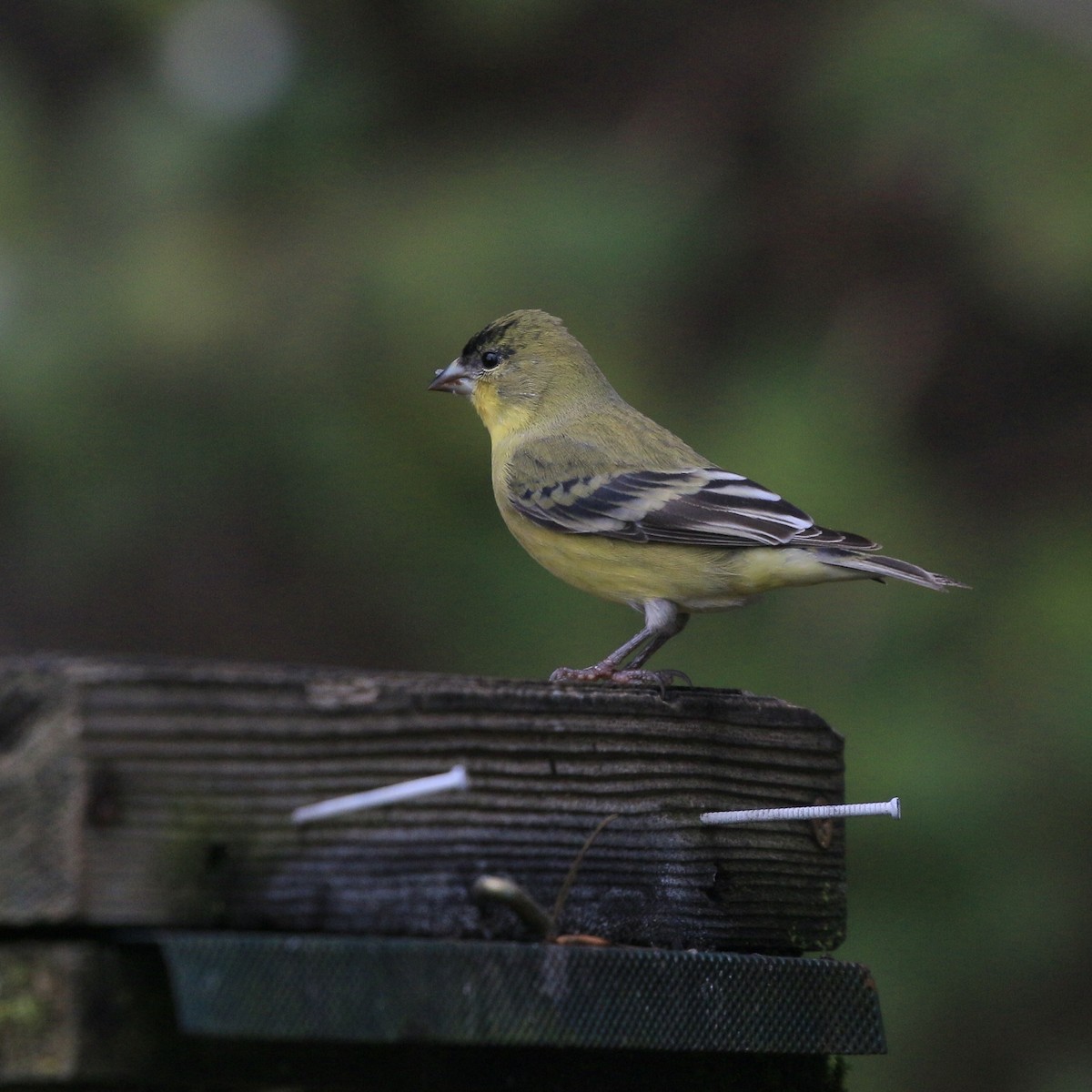 čížek mexický - ML646824825