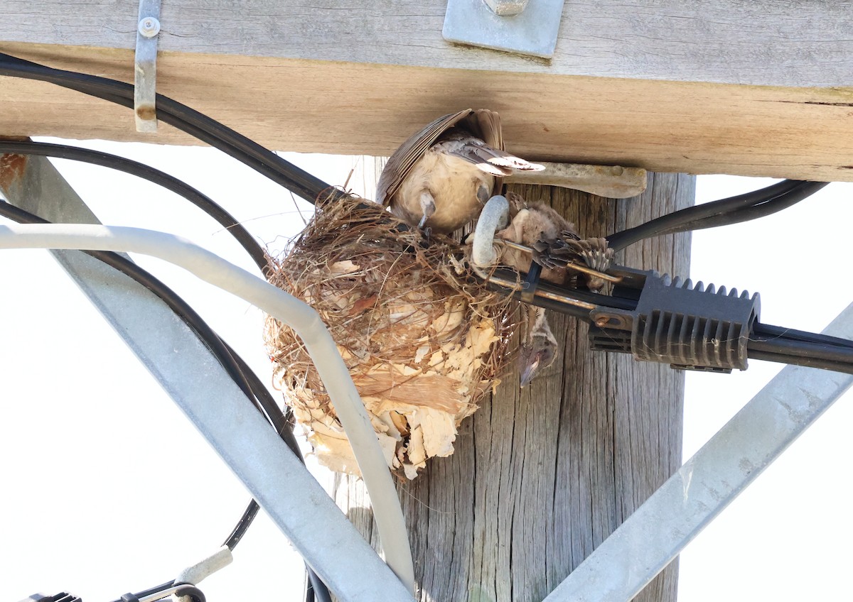 Helmeted Friarbird (Hornbill) - ML646824827