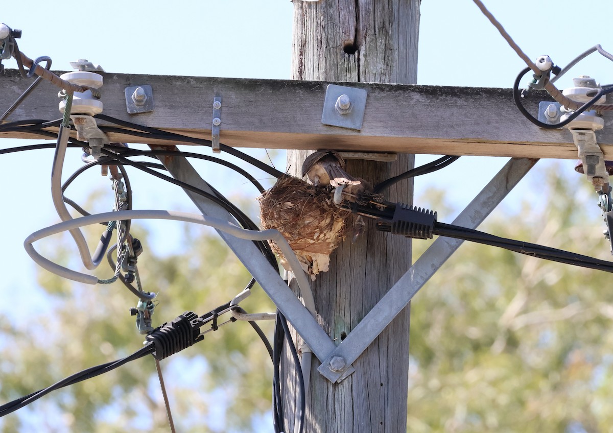 Helmeted Friarbird (Hornbill) - ML646824828