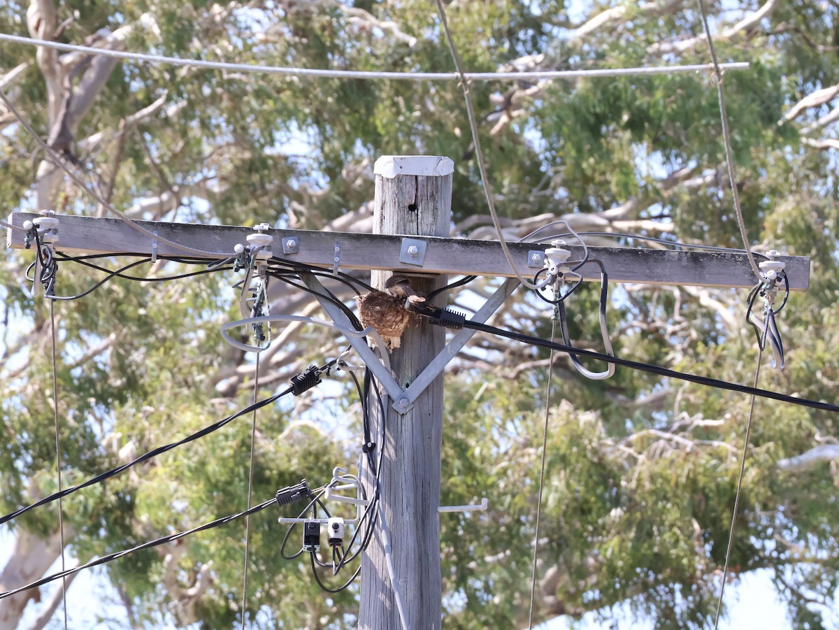 Helmeted Friarbird (Hornbill) - ML646824829