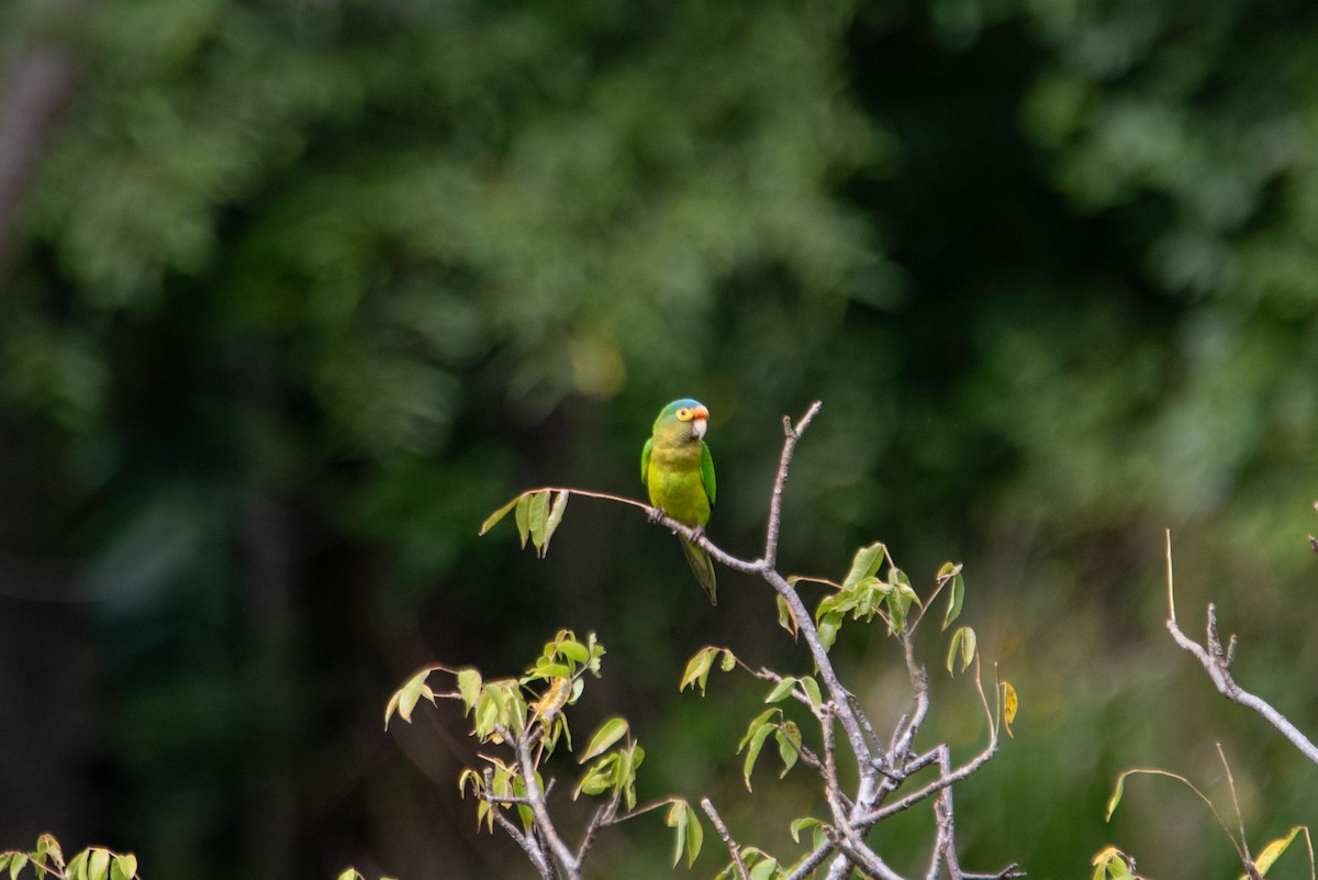 Аратинга мексиканський - ML646824830