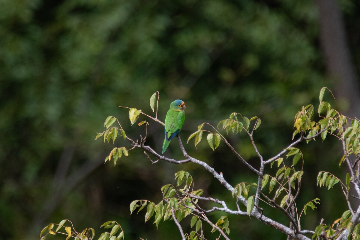 Аратинга мексиканський - ML646824831