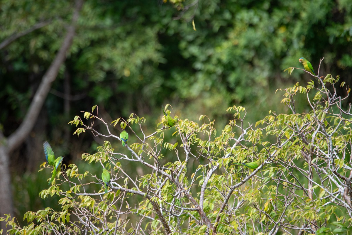 Аратинга мексиканський - ML646824832