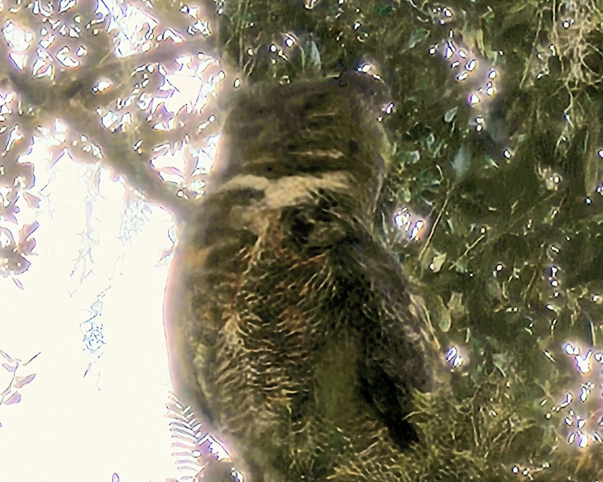 Great Horned Owl - ML646824834