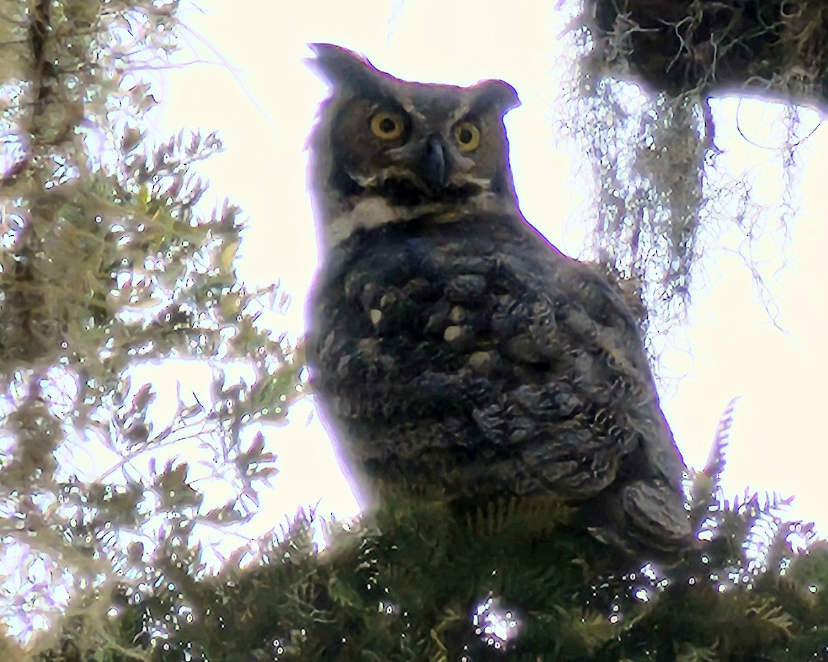 Great Horned Owl - ML646824835