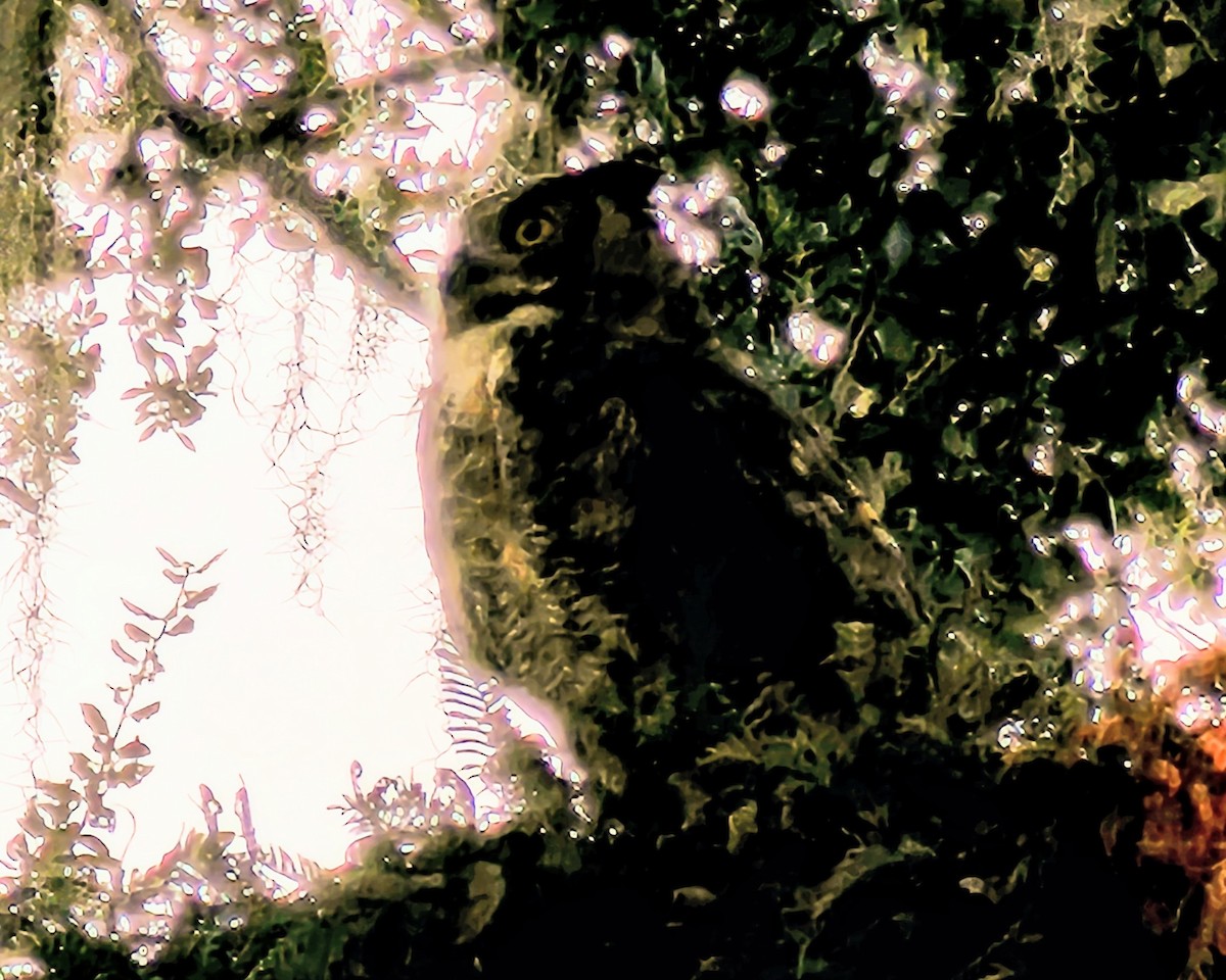 Great Horned Owl - ML646824836