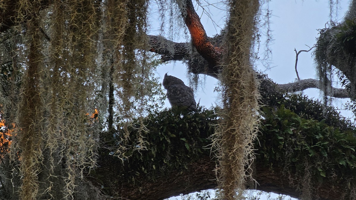 Great Horned Owl - ML646824837