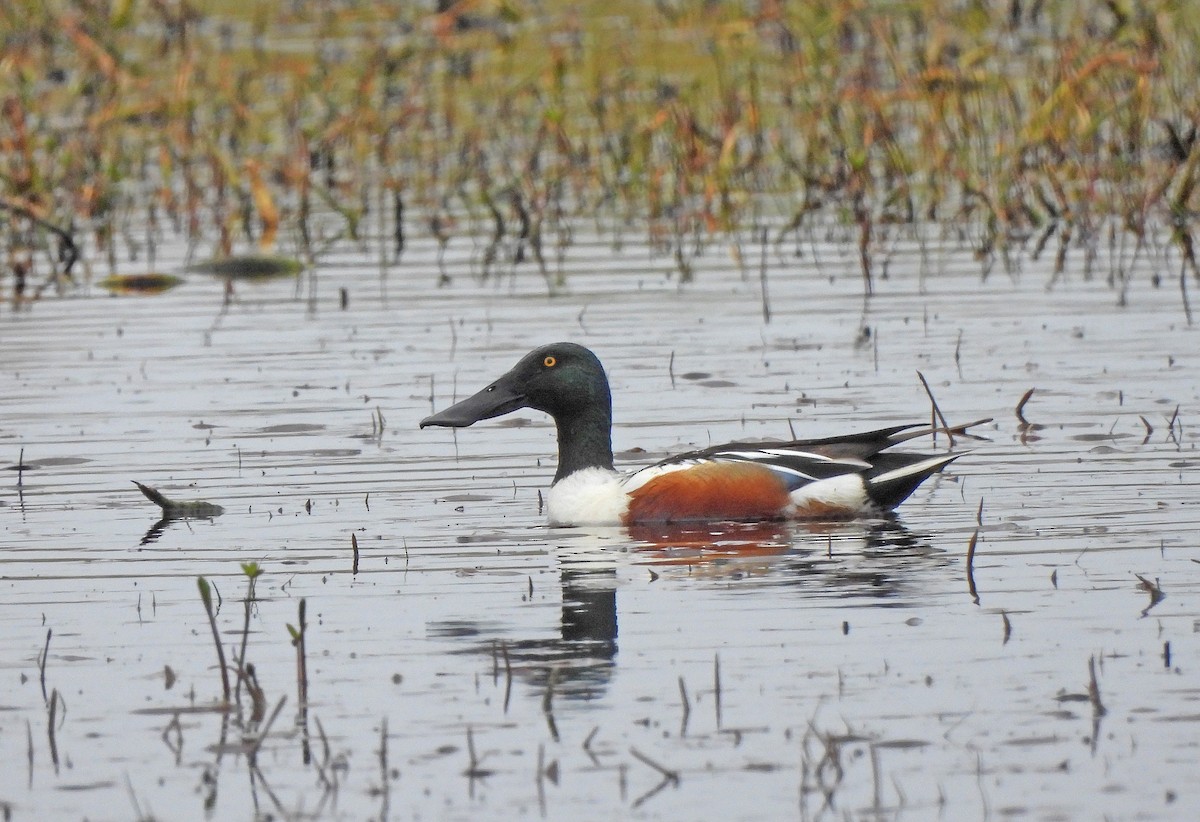 Northern Shoveler - ML646824841