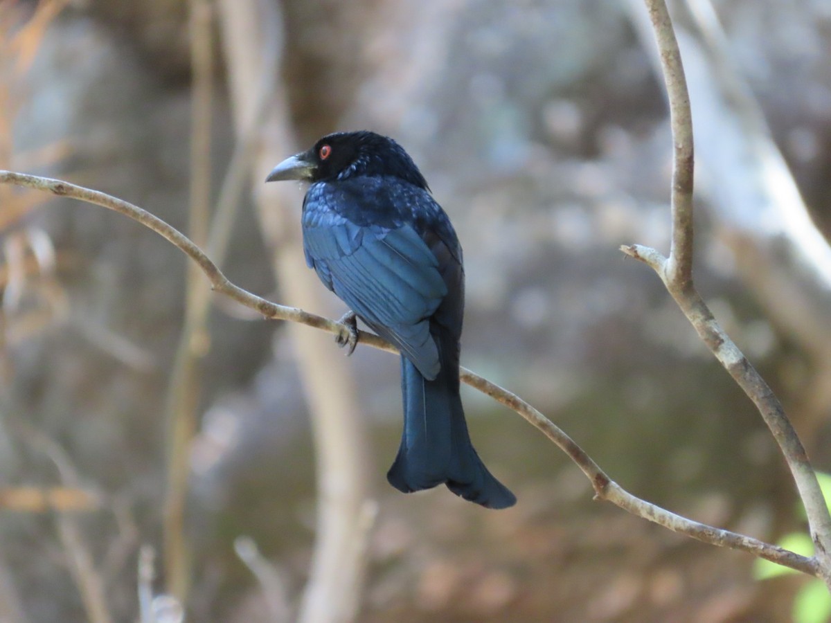 Spangled Drongo - ML646824844
