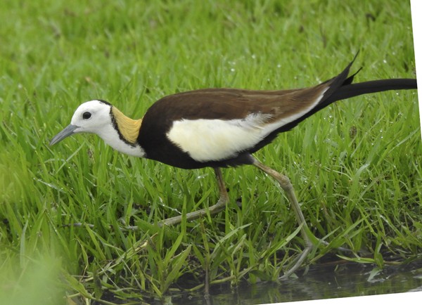 ז'קנה זנבתנית - ML646824845