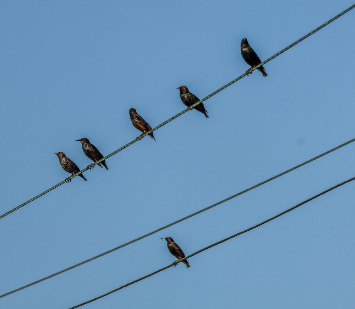 European Starling - ML646824846