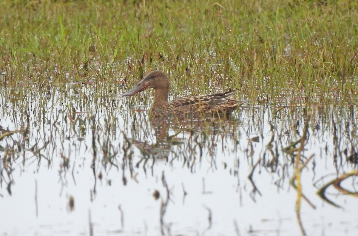 Northern Shoveler - ML646824847