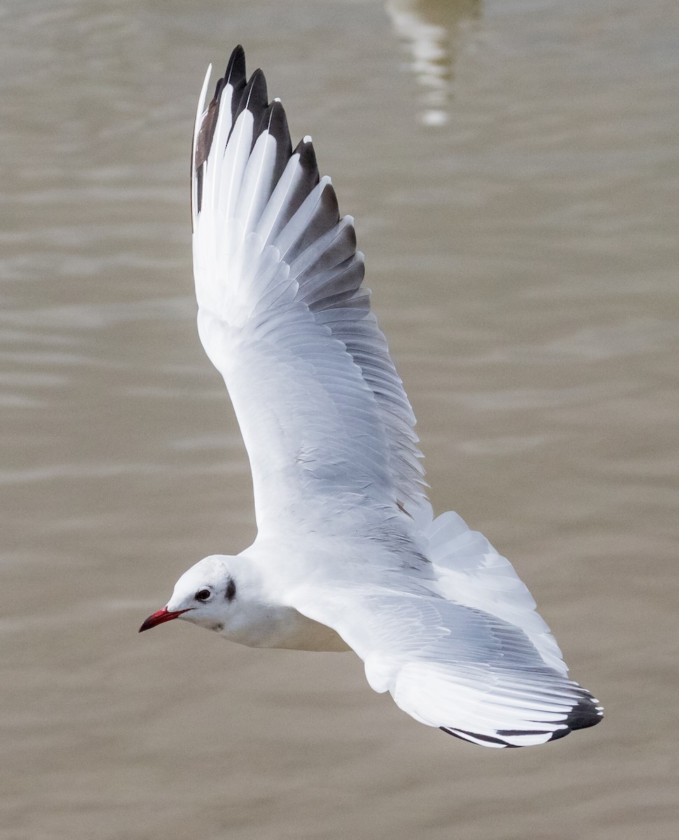 Black-headed Gull - ML646824848