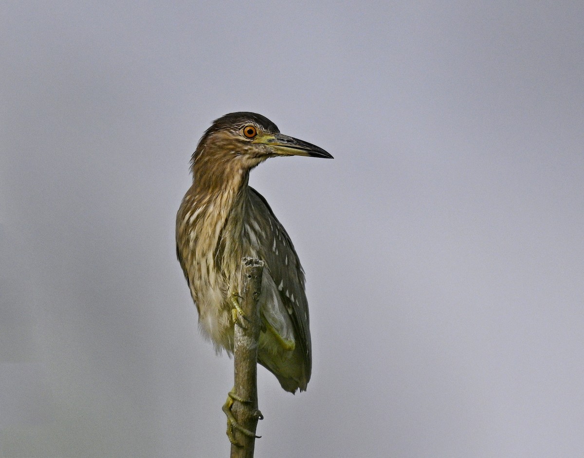 Gece Balıkçılı - ML646824876