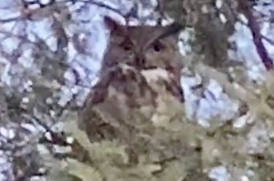 Great Horned Owl - ML646824879